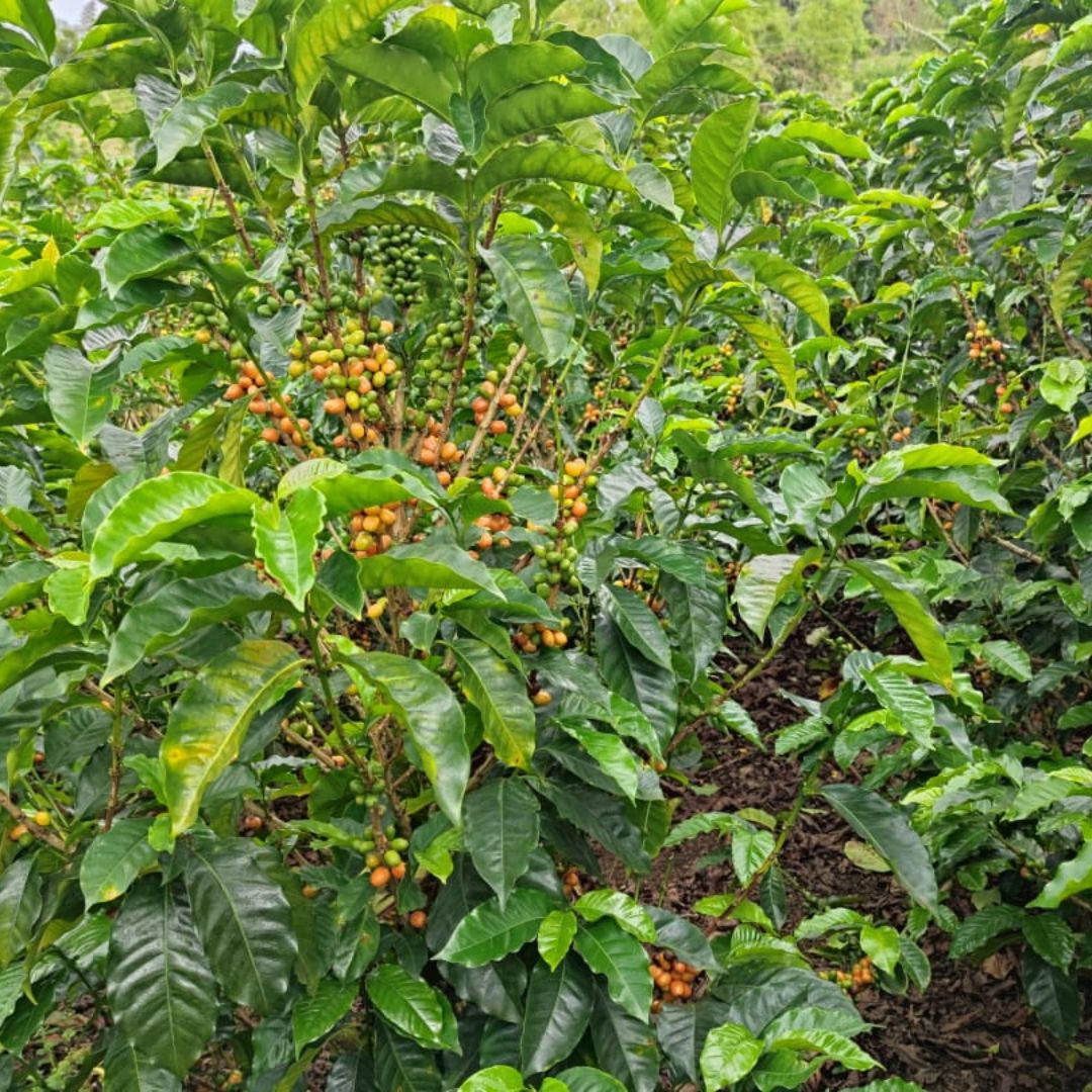 Colombia Salgar - كولومبيا سالغار