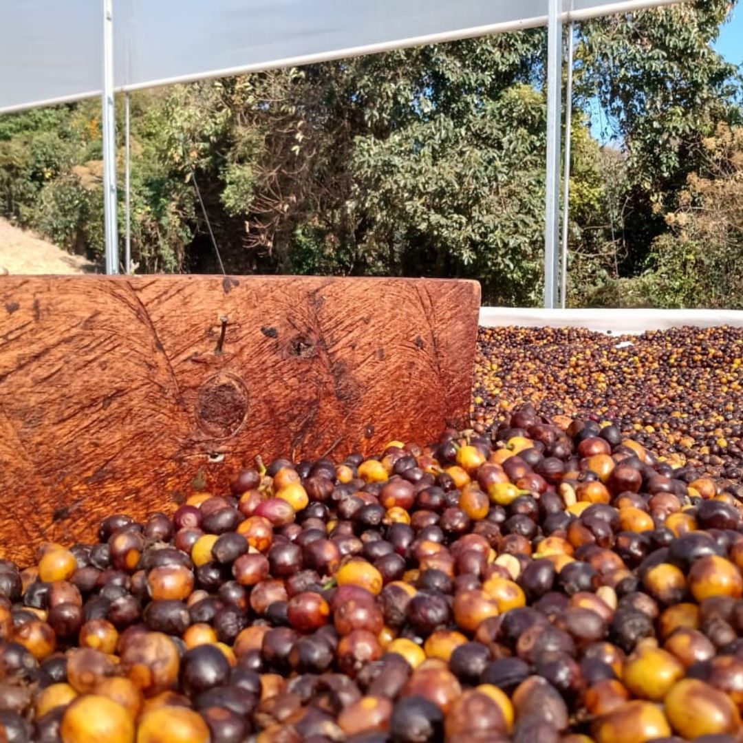 Brazil Olivera - برازيل اوليڤيرا