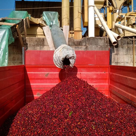 Brazil Olivera - برازيل اوليڤيرا