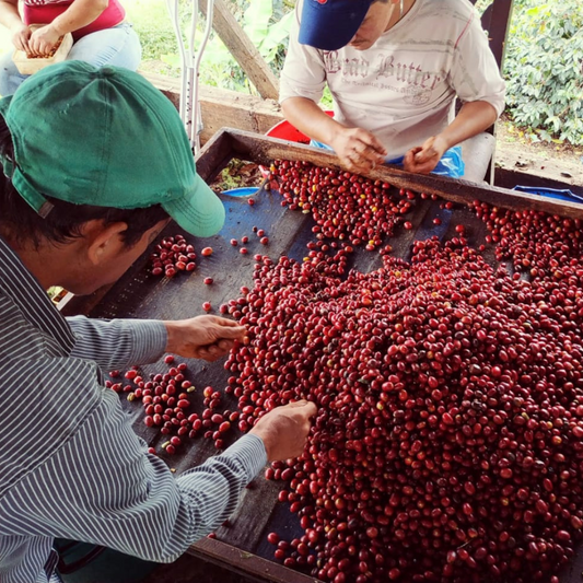 Colombia Salgar - كولومبيا سالغار
