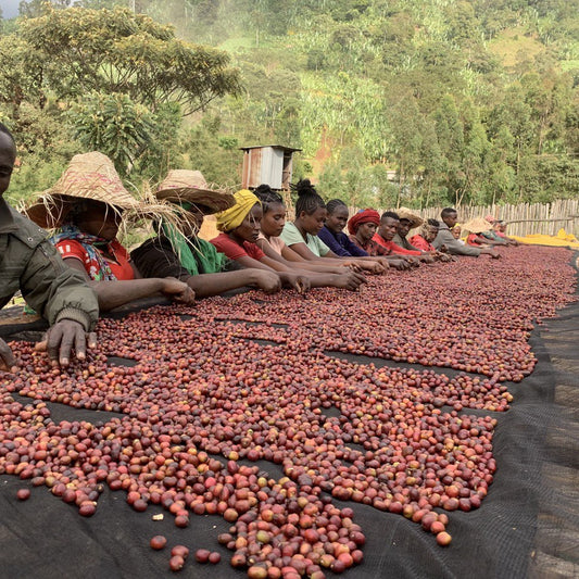 Ethiopia Chiri - إثيوبيا تشيري