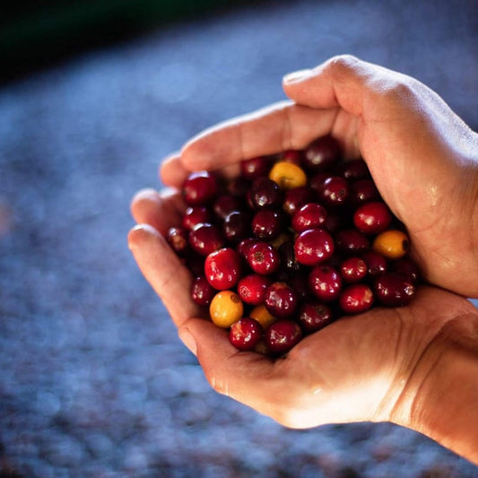 Nicaragua Papagayo Decaf  نيكاراغوا باباغايو - خالية من الكافيين