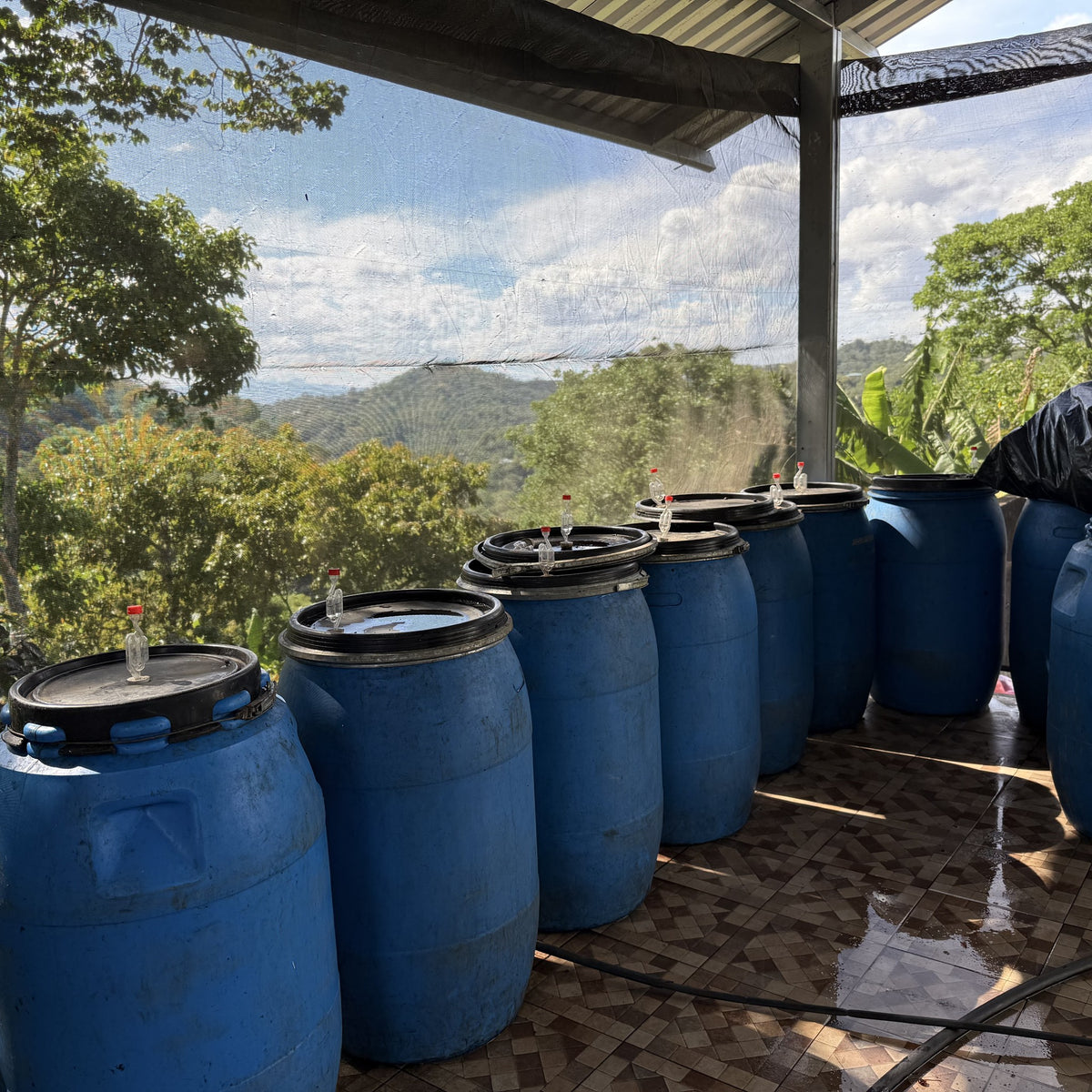 Nicaragua Papagayo Decaf  نيكاراغوا باباغايو - خالية من الكافيين