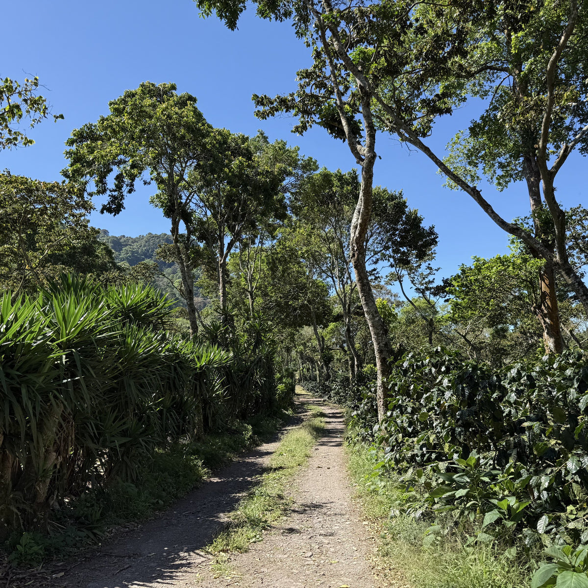 Nicaragua Papagayo Decaf  نيكاراغوا باباغايو - خالية من الكافيين