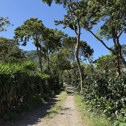 Nicaragua Papagayo Decaf  نيكاراغوا باباغايو - خالية من الكافيين