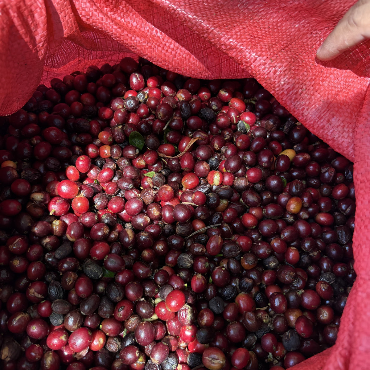Nicaragua Papagayo Decaf  نيكاراغوا باباغايو - خالية من الكافيين