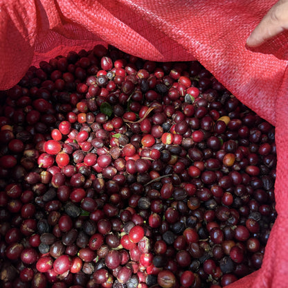 Nicaragua Papagayo Decaf  نيكاراغوا باباغايو - خالية من الكافيين