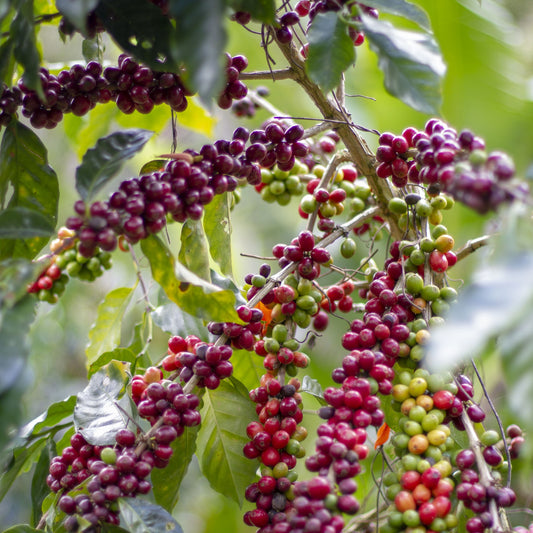 Nicaragua Papagayo Decaf  نيكاراغوا باباغايو - خالية من الكافيين